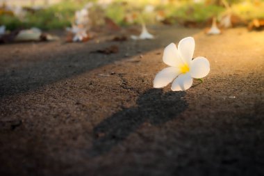 Çiçekler güzel yeşil ve sarı tonda, bulanık 