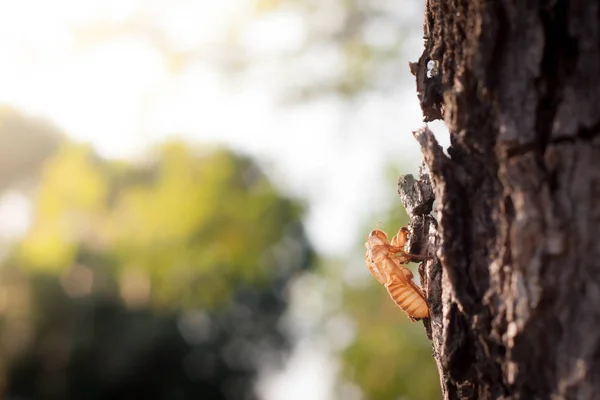 변형을 위해 공원 의나무에 붙어 있는 매미의 벌레들 이자라고 있는 모습 — 스톡 사진