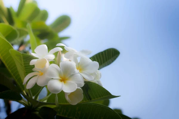 The flowers on a beautiful green and yellow tone color, Blurred Royalty Free Stock Photos