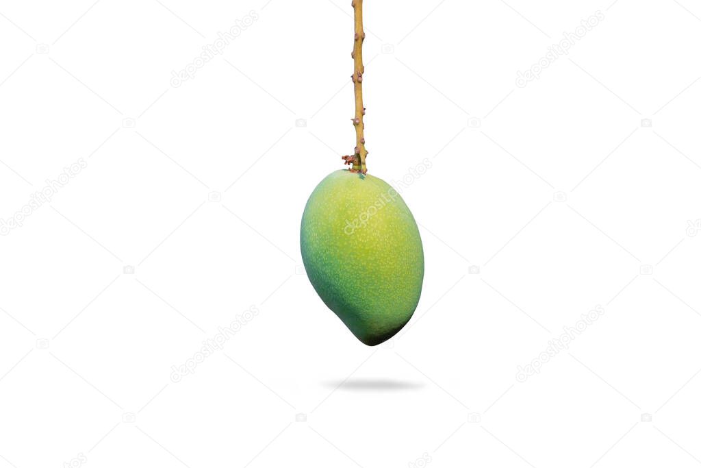 Isolated fresh green Mango tropical fruit with branch on white background. Clipping path