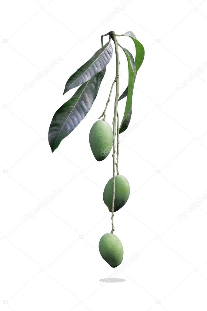 Isolated fresh green Mango tropical fruit with branch and leave on white background. Clipping path