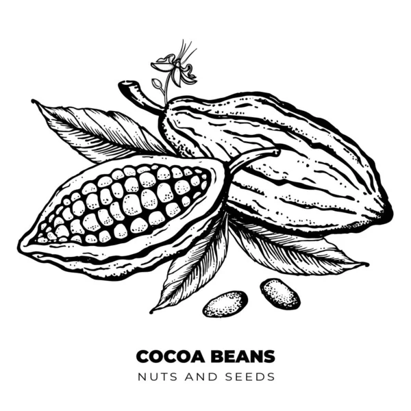 Frijoles de cacao ilustración de boceto de estilo grabado dibujado a mano — Archivo Imágenes Vectoriales