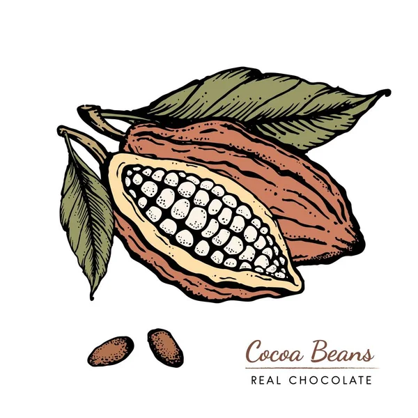 Frijoles de cacao Dibujado a mano estilo grabado vintage ilustración del boceto — Archivo Imágenes Vectoriales