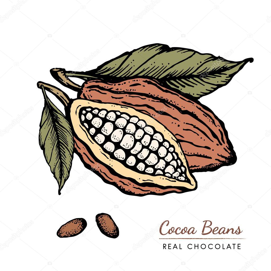 Cocoa beans Hand drawn vintage engraved style sketch illustration