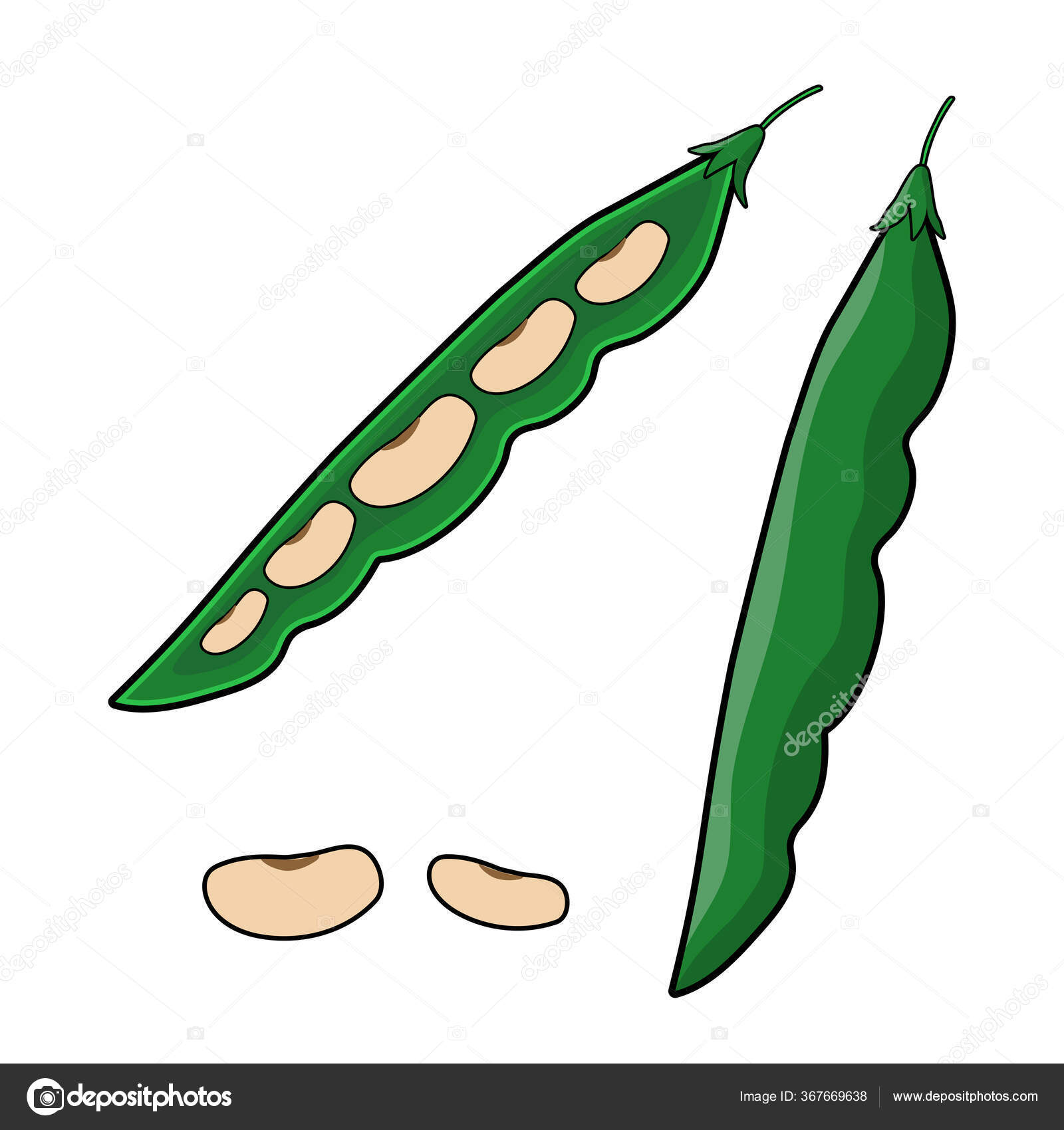 String beans Vector Art Stock Images | Depositphotos String beans Vector Art Stock Images | Depositphotos