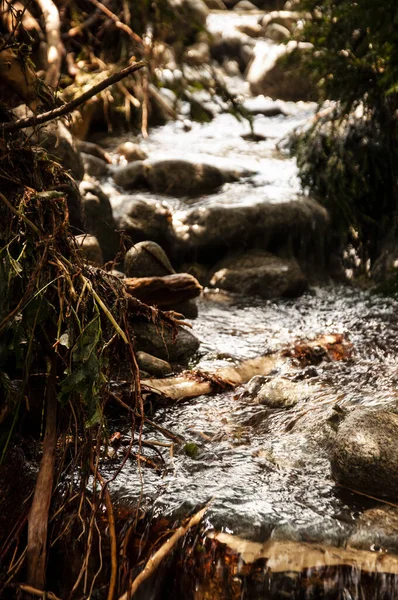 Petit Ruisseau Eau Froide Montagne Dans Forêt Cours Eau Fort — Photo