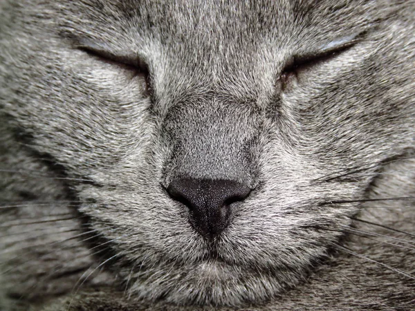 Russian blue cat sleepy face