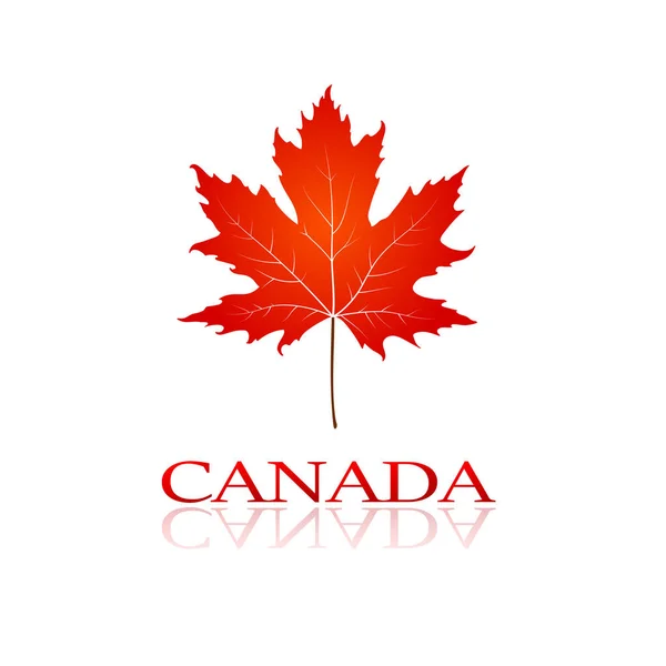 Canada leaf maple — Stock Vector