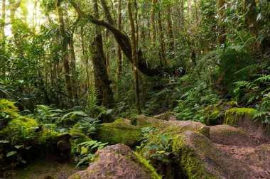 Tazelik kavramı - doğa rainforest sabah güneş ışığı ile