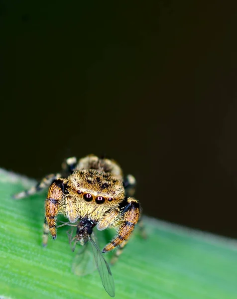 Macro de "Araña de salto " —  Fotos de Stock