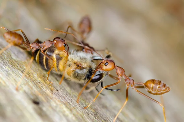 Macro of ant — Stock Photo, Image