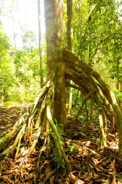 日当たりの良い光と熱帯雨林 — ストック写真