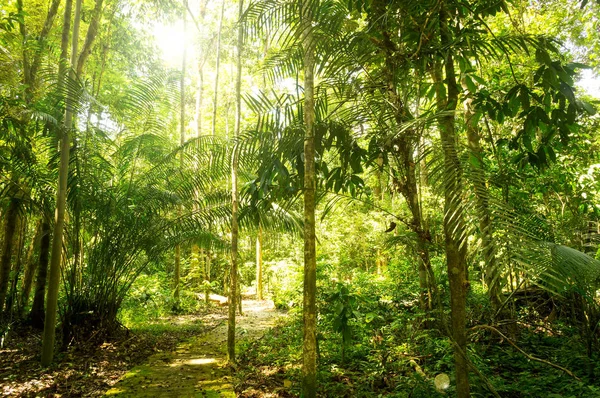 日当たりの良い光と熱帯雨林 — ストック写真