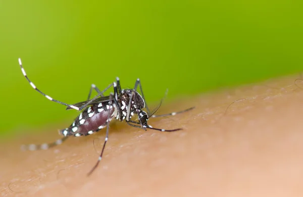 Aedes zanzara succhiare il sangue — Foto Stock