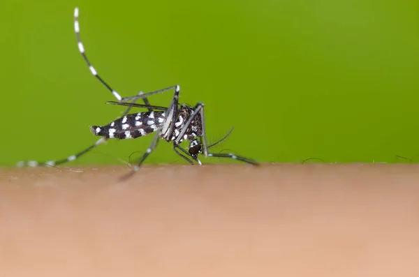 Aedes Fabquito высасывает кровь — стоковое фото