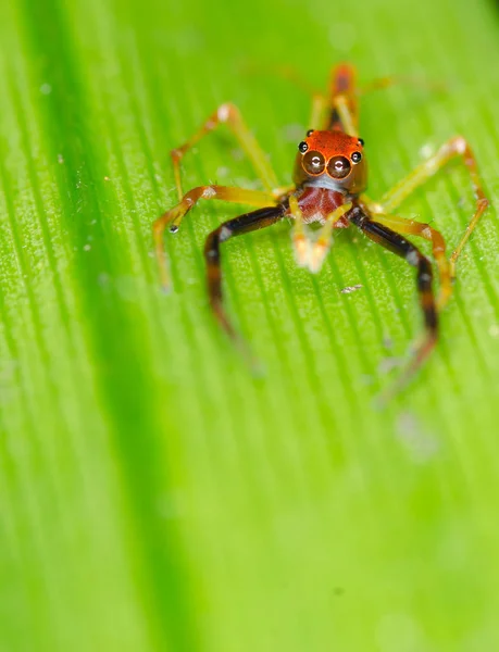 Macro of "Crab Spider" — Stock Photo, Image