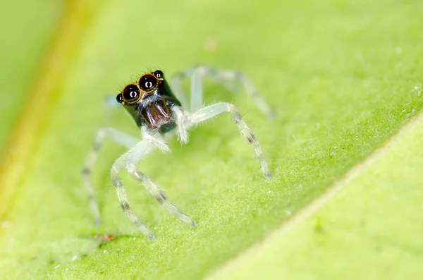 Macro of "Jumping Spider" — Stock Photo, Image