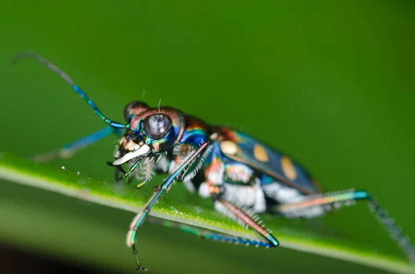 Kaplan böcek makro — Stok fotoğraf