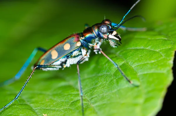 Macro of tiger beetle — Stock Photo, Image