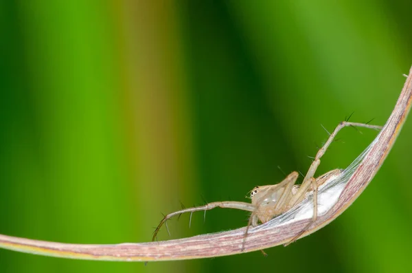 Macro de araña de lince —  Fotos de Stock