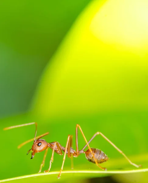 Macro di formica — Foto Stock