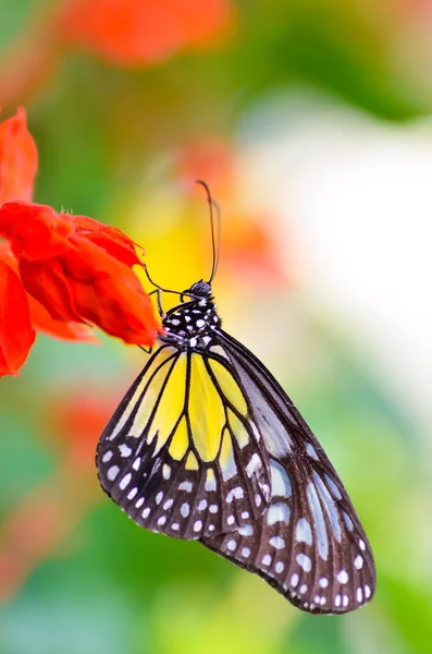 Macro de borboleta em flores — Fotografia de Stock