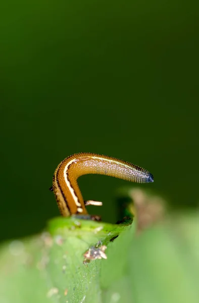 Macro sanguisuga su foglia verde — Foto Stock