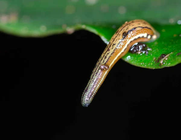 แมคโคร leech บนใบสีเขียว — ภาพถ่ายสต็อก