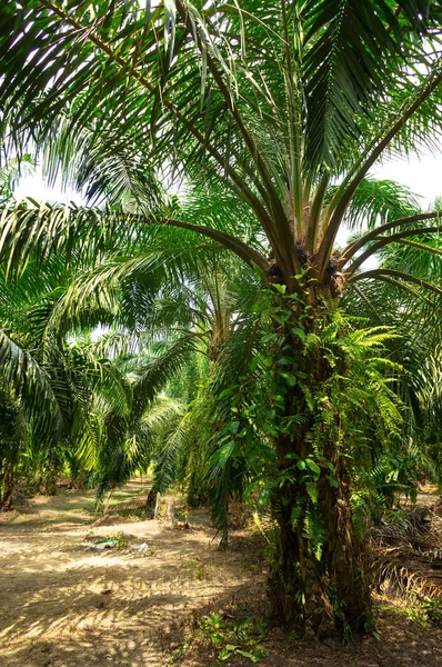 Plantações de óleo de palma — Fotografia de Stock