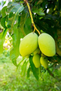 Taze Mango ağacı üzerinde 