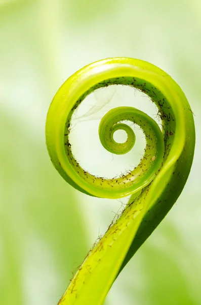 Exotic tropical shoots leaf — Stock Photo, Image