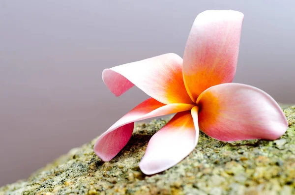 Plumeria flor sobre piedra — Foto de Stock