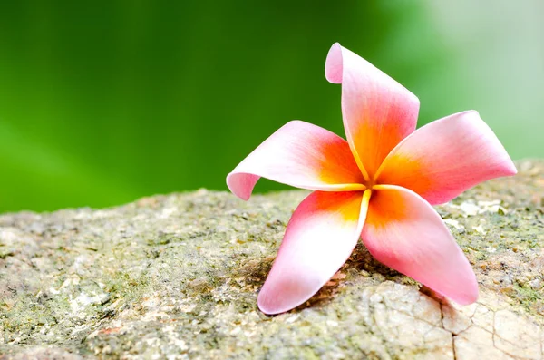 Plumeria flower on stone — Stock Photo, Image