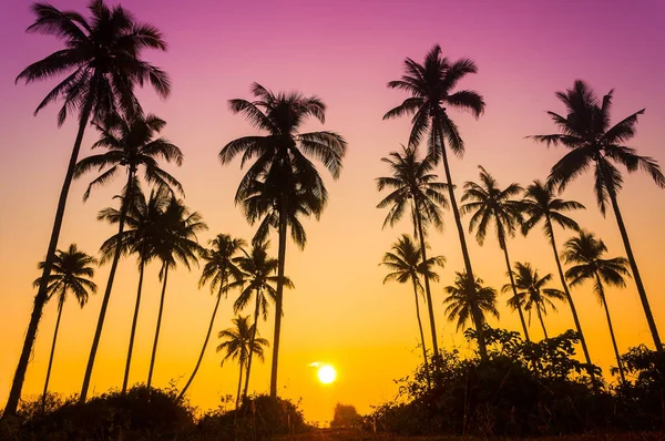 Sillouette pohon kelapa — Stok Foto