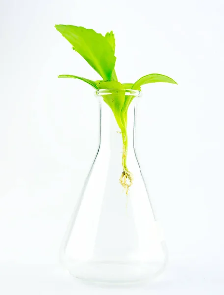 Kémcsövek, laboratóriumi kutatás növény — Stock Fotó
