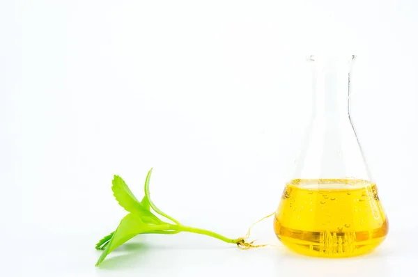 Tubos de ensayo, investigación de laboratorio de la planta —  Fotos de Stock