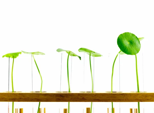 Test tubes,Laboratory research of plant — Stock Photo, Image