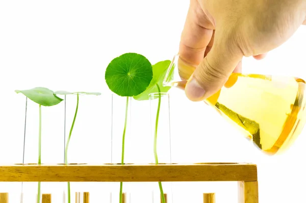 Test tubes,Laboratory research of plant — Stock Photo, Image