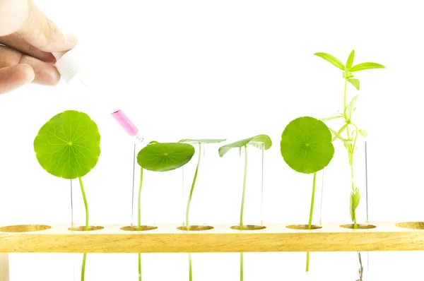 Test tubes,Laboratory research of plant — Stock Photo, Image