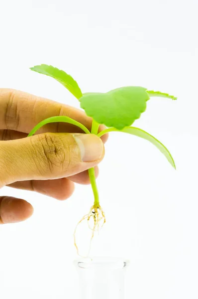 Test tubes,Laboratory research of plant — Stock Photo, Image