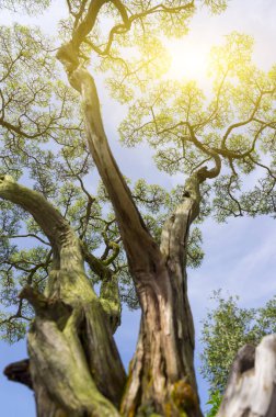 Bonsai ağacı ve gün ışığına alan (dof sığ derinliği)