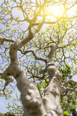 Bonsai ağacı ve gün ışığına alan (dof sığ derinliği)