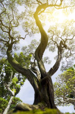Bonsai ağacı ve gün ışığına alan (dof sığ derinliği)