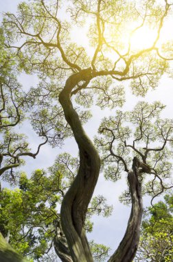 Bonsai ağacı ve gün ışığına alan (dof sığ derinliği)
