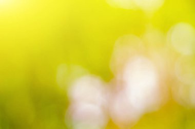 Doğal yeşil arka plan bulanık