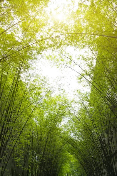 Floresta de bambu com luz solar matinal — Fotografia de Stock