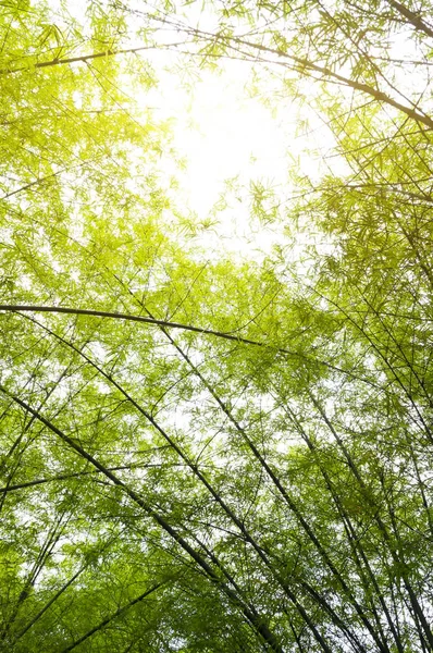 Floresta de bambu com luz solar matinal — Fotografia de Stock