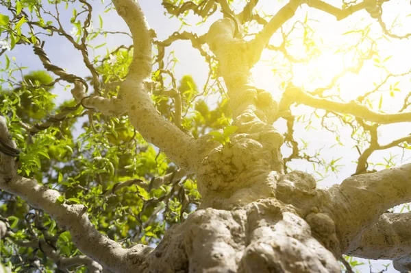 Bonsai ağacı ve gün ışığına alan (dof sığ derinliği)