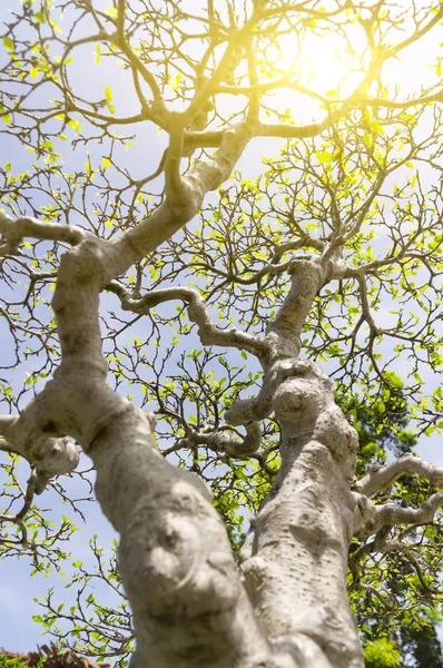 Bonsai ağacı ve gün ışığına alan (dof sığ derinliği)