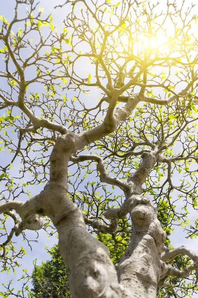 Bonsai ağacı ve gün ışığına alan (dof sığ derinliği)